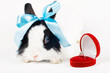 Foto: rabbit with blue ribbon and Wedding ring in case on white rabbit with blue ribbon and Wedding ring in case on white