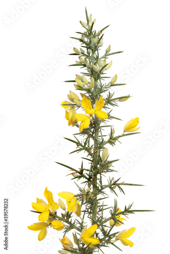 Photo: Flowering gorse Flowering gorse