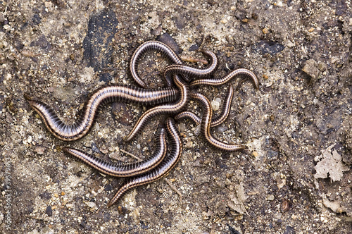 Photo: Worms Worms