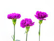 Photo: A Row of Carnation Flowers on White Background A Row of Carnation Flowers on White Background