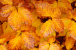 fall leaf