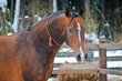 Bay horse on winter's paddock