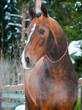 Bay horse on winter's paddock