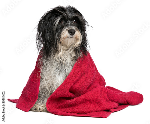 Photo: Wet black and white havanese dog after bath Wet black and white havanese dog after bath