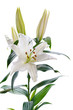 white lily