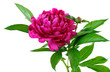 red peony
