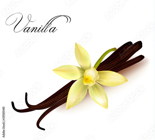 Vector: Vanilla pods and flower. Vector illustration. Vanilla pods and flower. Vector illustration.