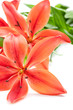 Beautiful fresh pink/red lily flowers, isolated on white Beautiful fresh pink/red lily flowers, isolated on white