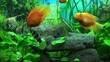 Beautiful aquarium with gold fish Beautiful aquarium with gold fish