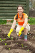 woman planting cabbage seedling woman planting cabbage seedling
