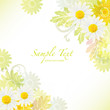 Spring Background With Daisy