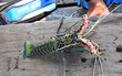 lobster