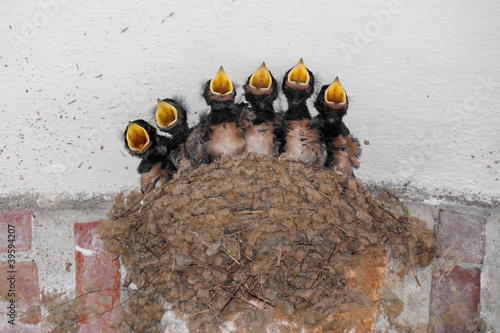 Photo: Siblings' chorus Siblings' chorus