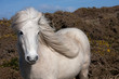 Wild Welsh Pony