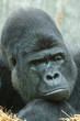 Gorilla portrait 5670