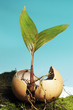 curious plant