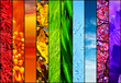 colourful nature collage