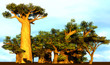 African baobabs