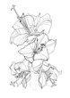 Hibiscus