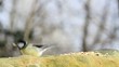 Video: parus major parus major