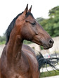 Portrait bay horse in the paddock