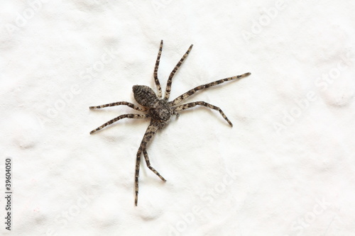 Photo: Spinne an der Wand Spinne an der Wand