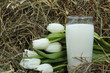 Glass of milk and white tulips on hay Glass of milk and white tulips on hay