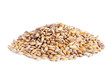 Pile Barley grain (Hordeum) isolated on white background.