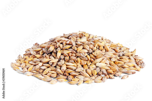 Photo: Pile Barley grain (Hordeum) isolated on white background. Pile Barley grain (Hordeum) isolated on white background.