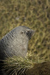 Fur Seal
