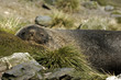 Fur Seal