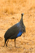 Vulturine Guineafowl, Samburu, Kenya Vulturine Guineafowl, Samburu, Kenya