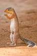 Lone Squirrel feeding on the ground, Samburu, Kenya Lone Squirrel feeding on the ground, Samburu, Kenya
