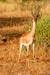 Impala standing in the bush of Samburu, Kenya Impala standing in the bush of Samburu, Kenya