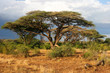 Landscape of Samburu before storm, Samburu, Kenya Landscape of Samburu before storm, Samburu, Kenya