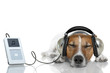 Dog listen to music with a music player