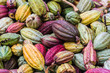 Cocoa pods