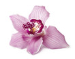 Pink orchid on a white background