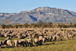 TOUPEAU OVIN AU PIED DES ALPILLES