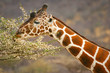 Graceful giraffe eating branch of the tree , Samburu, Kenya Graceful giraffe eating branch of the tree , Samburu, Kenya