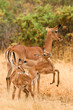 Female impala with young impalas, Samburu, Kenya Female impala with young impalas, Samburu, Kenya