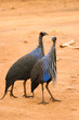 Photo: Vulturine Guineafowl, Samburu, Kenya Vulturine Guineafowl, Samburu, Kenya