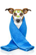 dog with a beauty mask