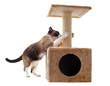chat siamois et griffoir