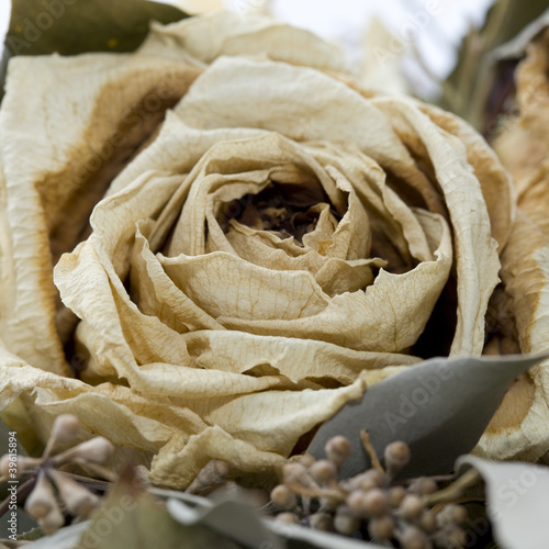 Photo: Rose Rose