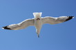 Soaring Seagull