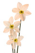 three daffodils on white background