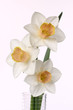 three daffodils on white background