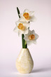 three daffodils in yellow vase on white background