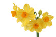 yellow daffodils on white background